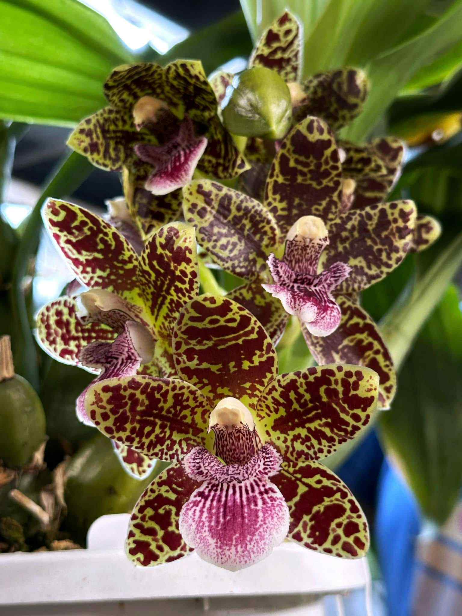 Nottara Lucy's Sassafrass 'Tightie Whitie' FCC/AOS Zygo hybrid orchid flowers