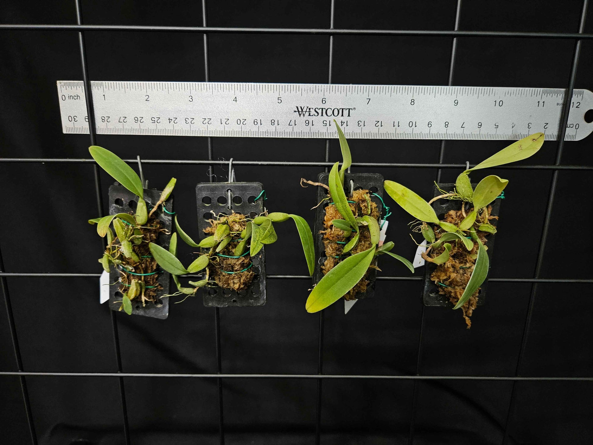 Bulbophyllum pardalotum