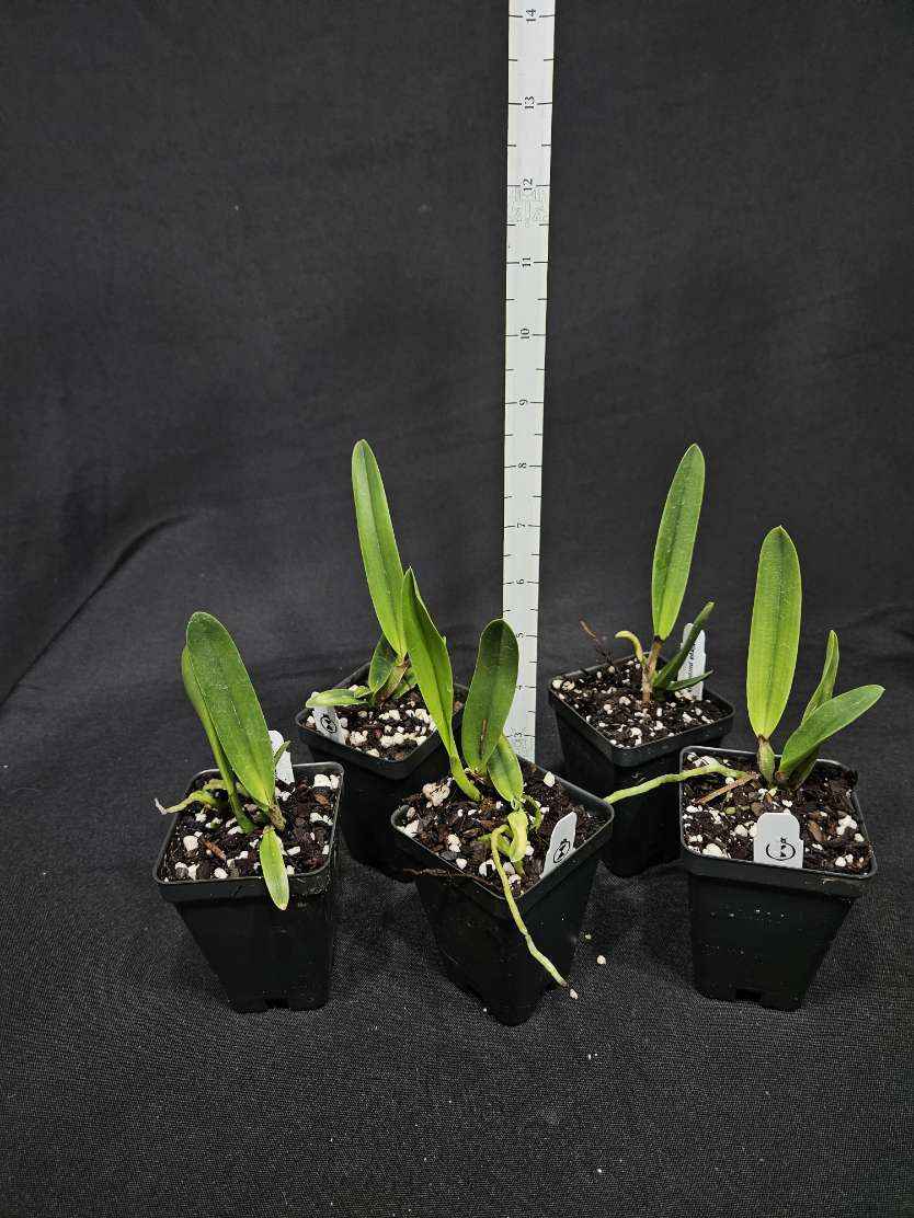 Cattleya (Laelia) purpurata var. flammea