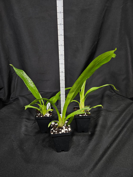 Oncidium Heaven Scent 'Sweet Baby'