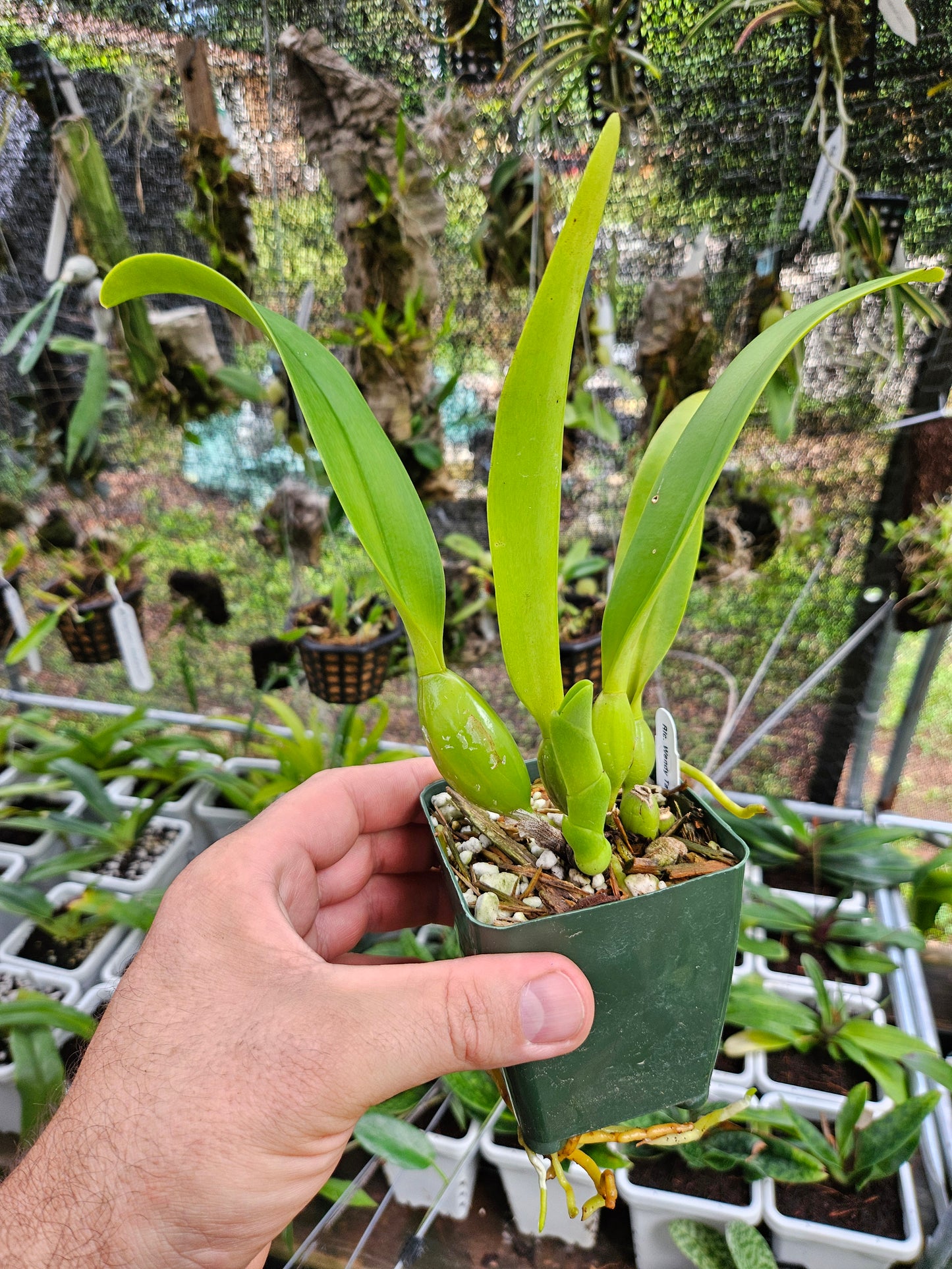 Rhyncholaeliocattleya Wendy Tanaka 'Volcano Queen'