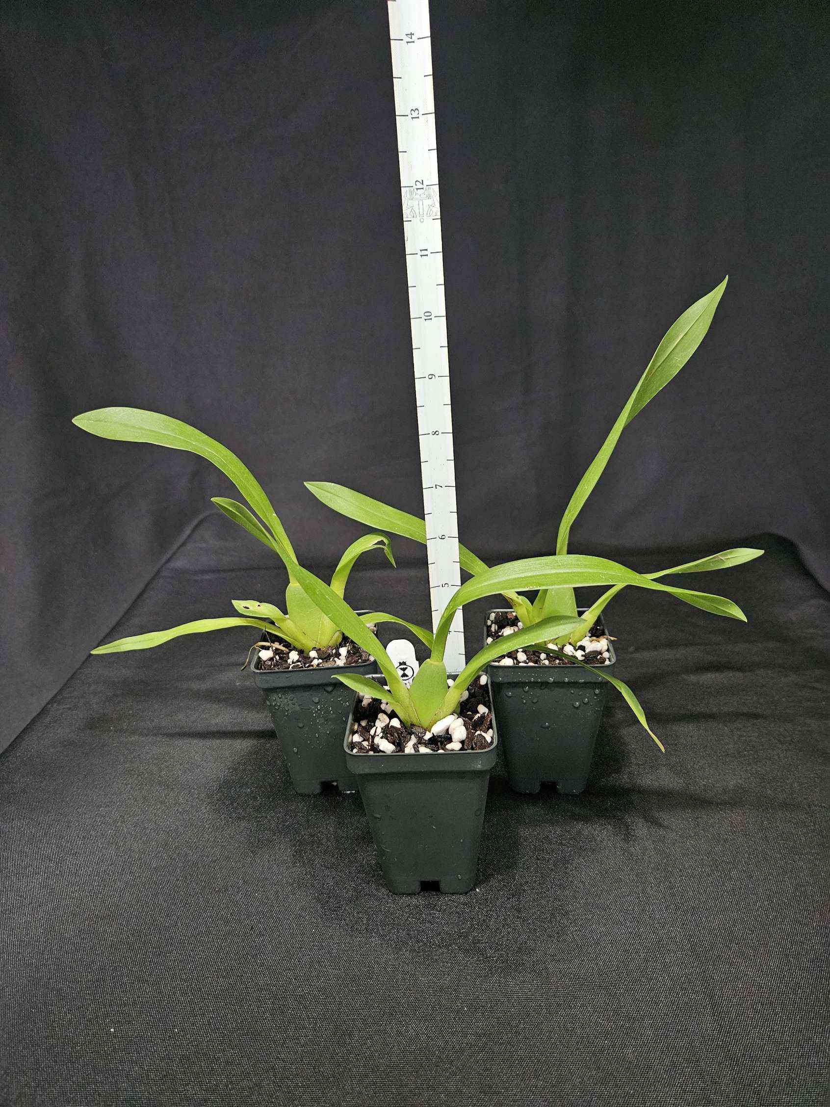 Wilhelmara (Degarmoara) Pinot Princess 'Scary'