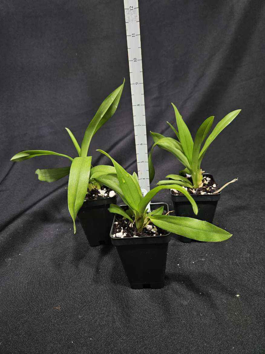 Leomesezia (Howeara) Lava Burst 'Pacific Sunrise'