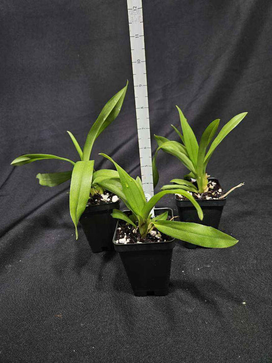 Leomesezia (Howeara) Lava Burst 'Pacific Sunrise'