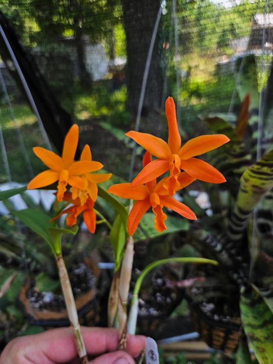Cattlianthe Raingreen's Lightning Bug