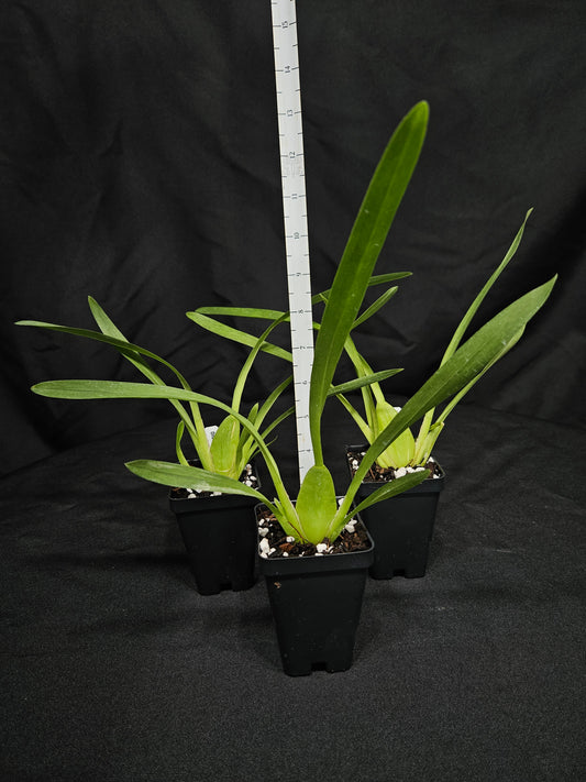 Oncidium Sunny Daze 'Hilo Bay'