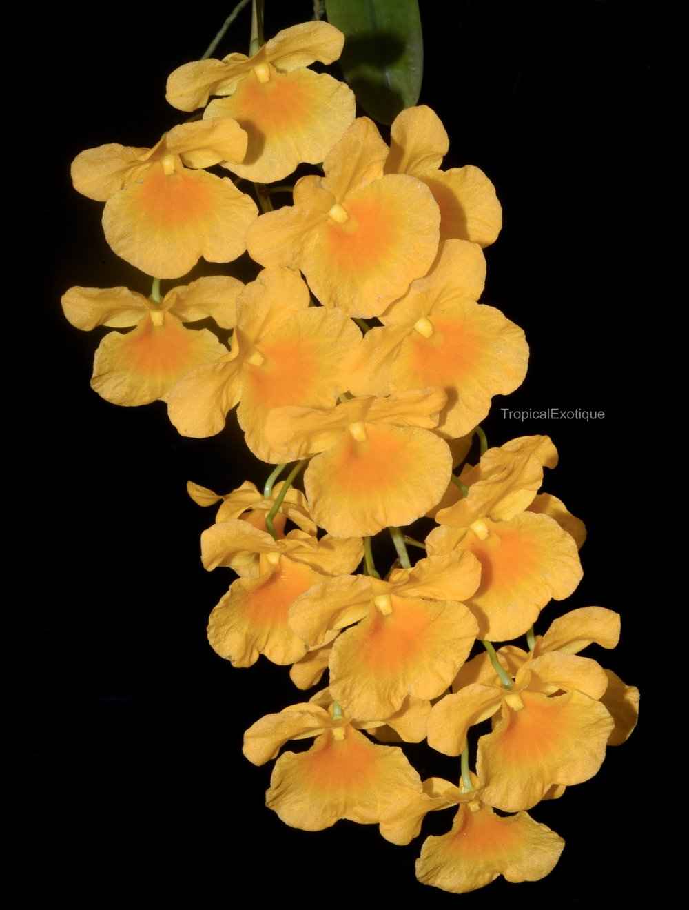 Dendrobium lindleyii