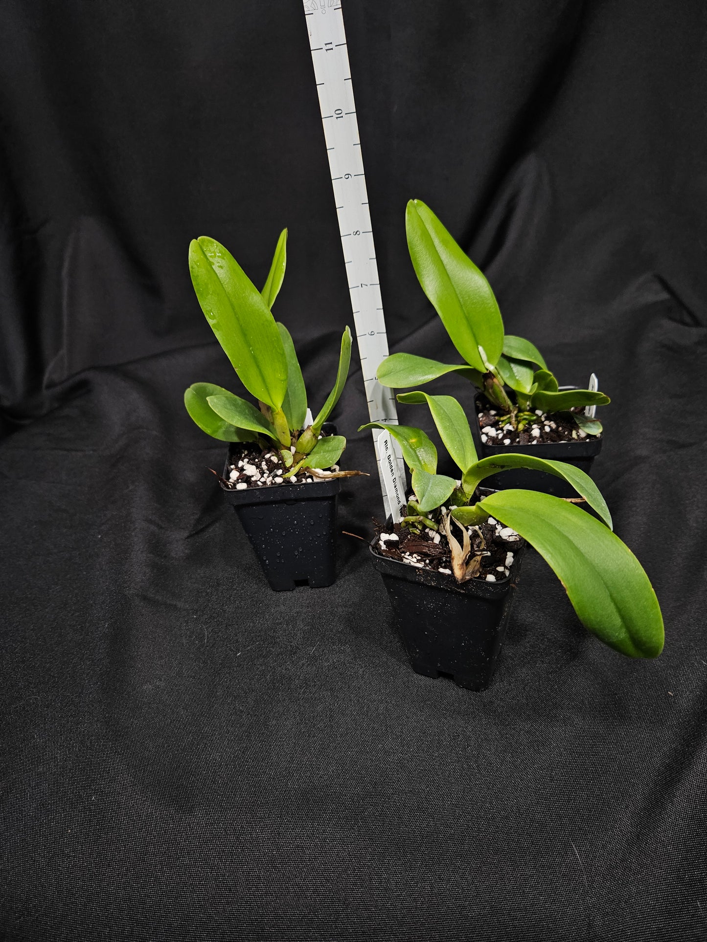 Rlc. Golden Diamond 'No. 1'