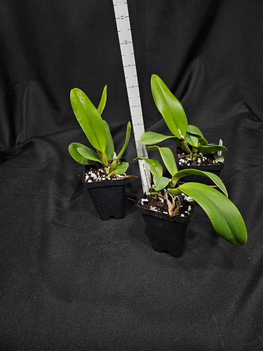 Rlc. Golden Diamond 'No. 1'