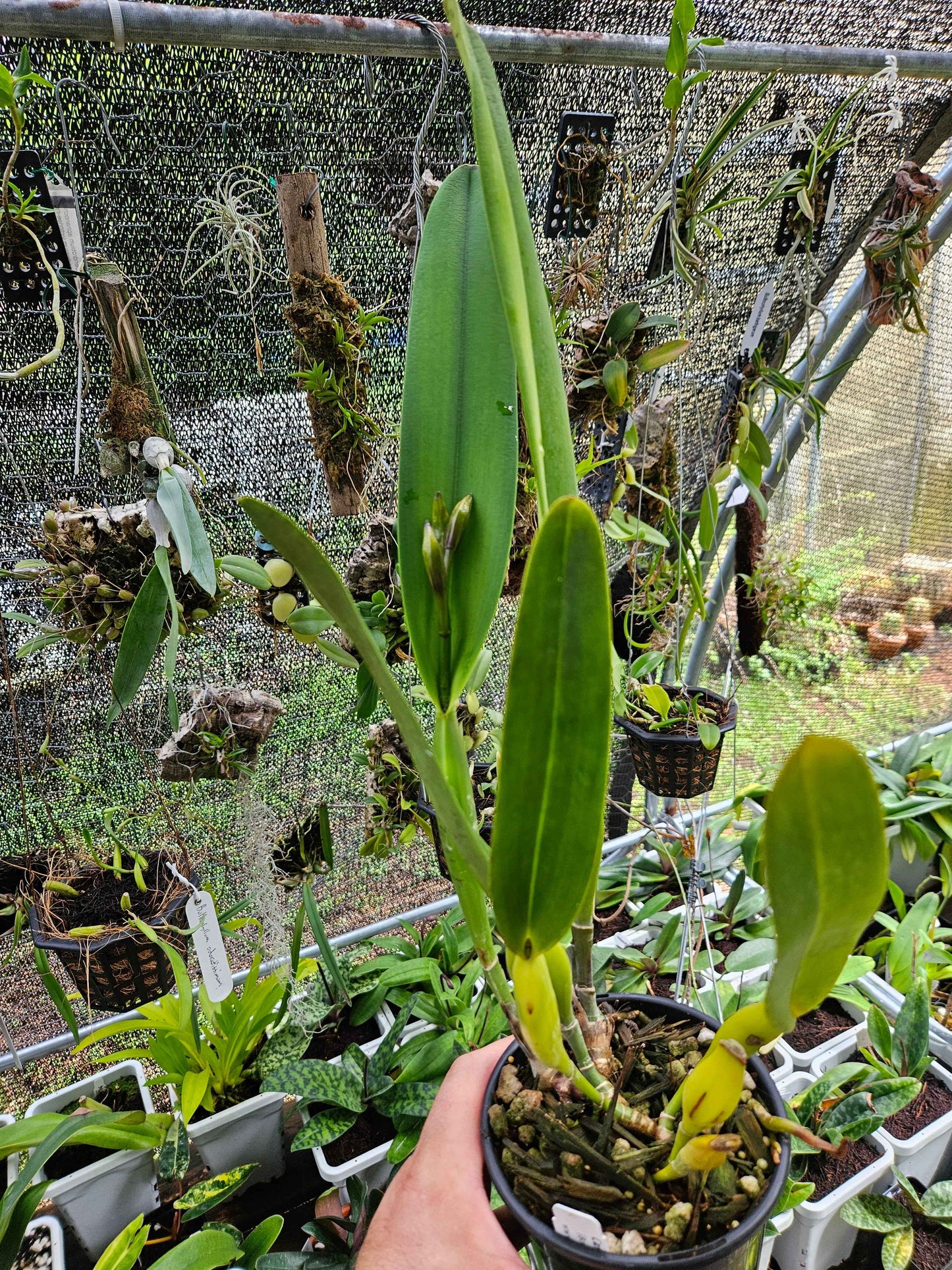 Cattleya Pulcherrima IN BUD Plant #2