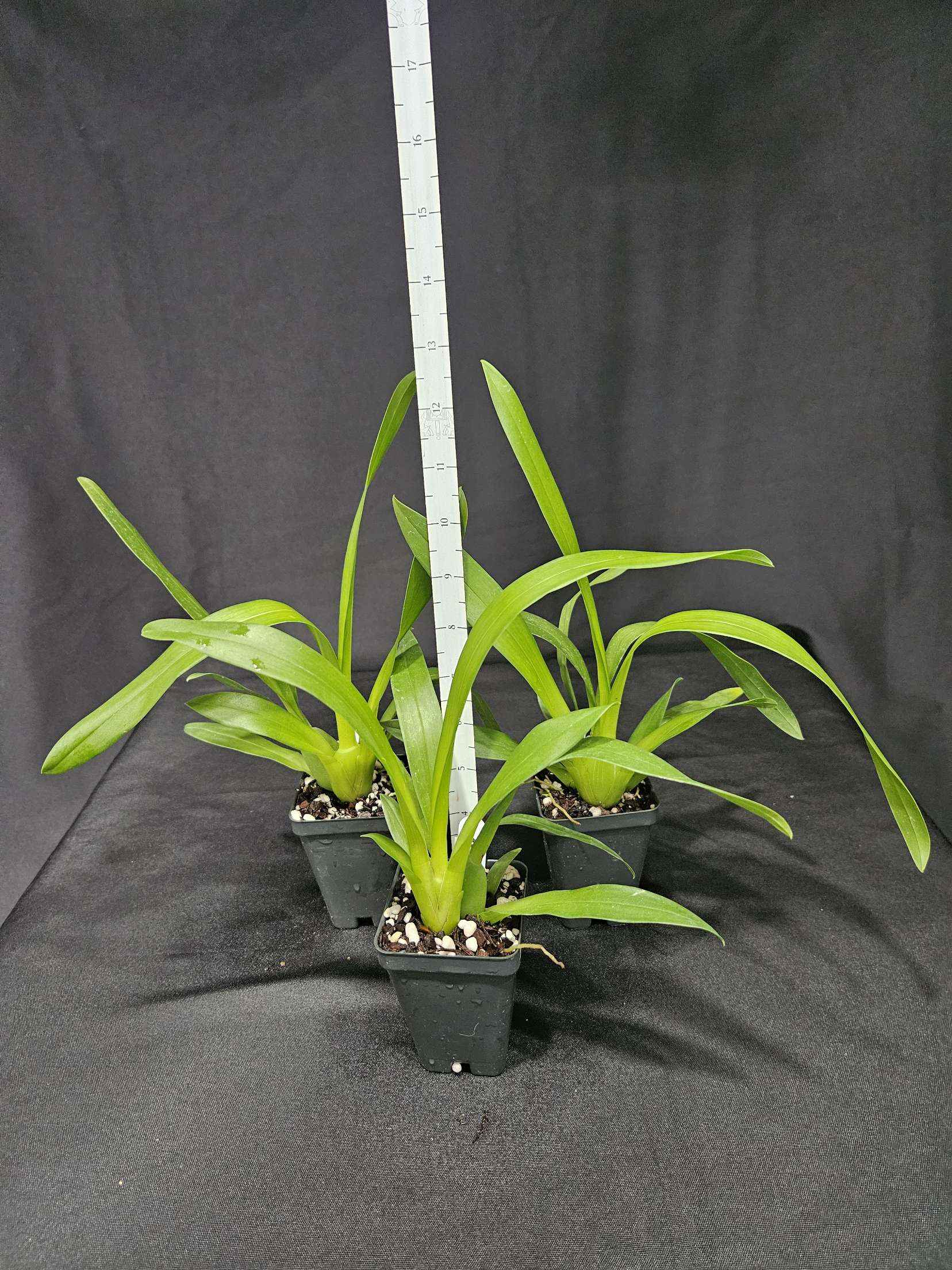 Miltassia Lavender Kiss 'Lavender Taffy' AM/AOS