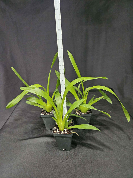 Miltassia Lavender Kiss 'Lavender Taffy' AM/AOS