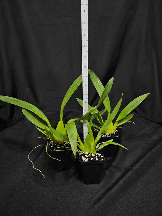 Oncostele Catatante 'Sun King'