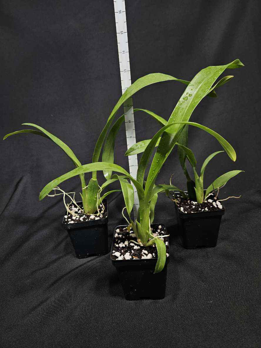 Brassidium Gilded Urchin 'Ontario' HCC/AOS