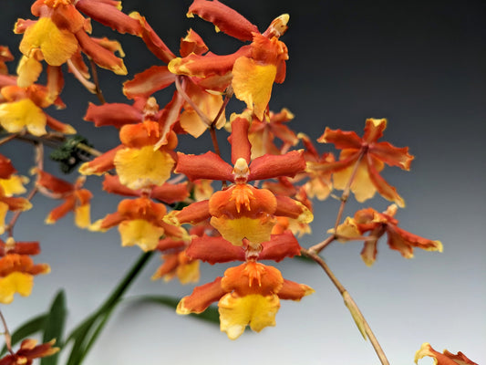 Oncidium Sunny Daze 'Hilo Bay'