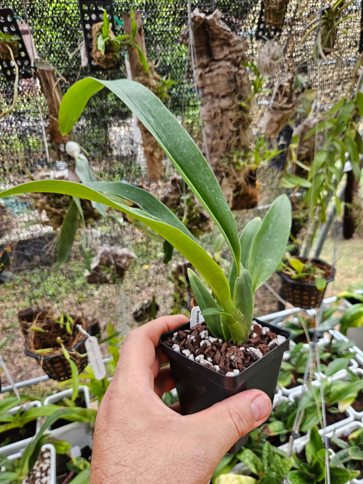 Brassia Up the Water-Spout 'Long Legs'