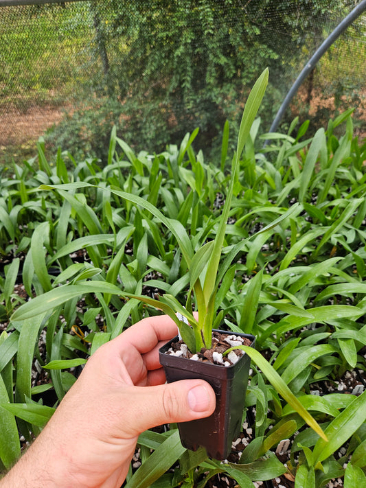 Oncidium Rex's Luck 'Firefly'