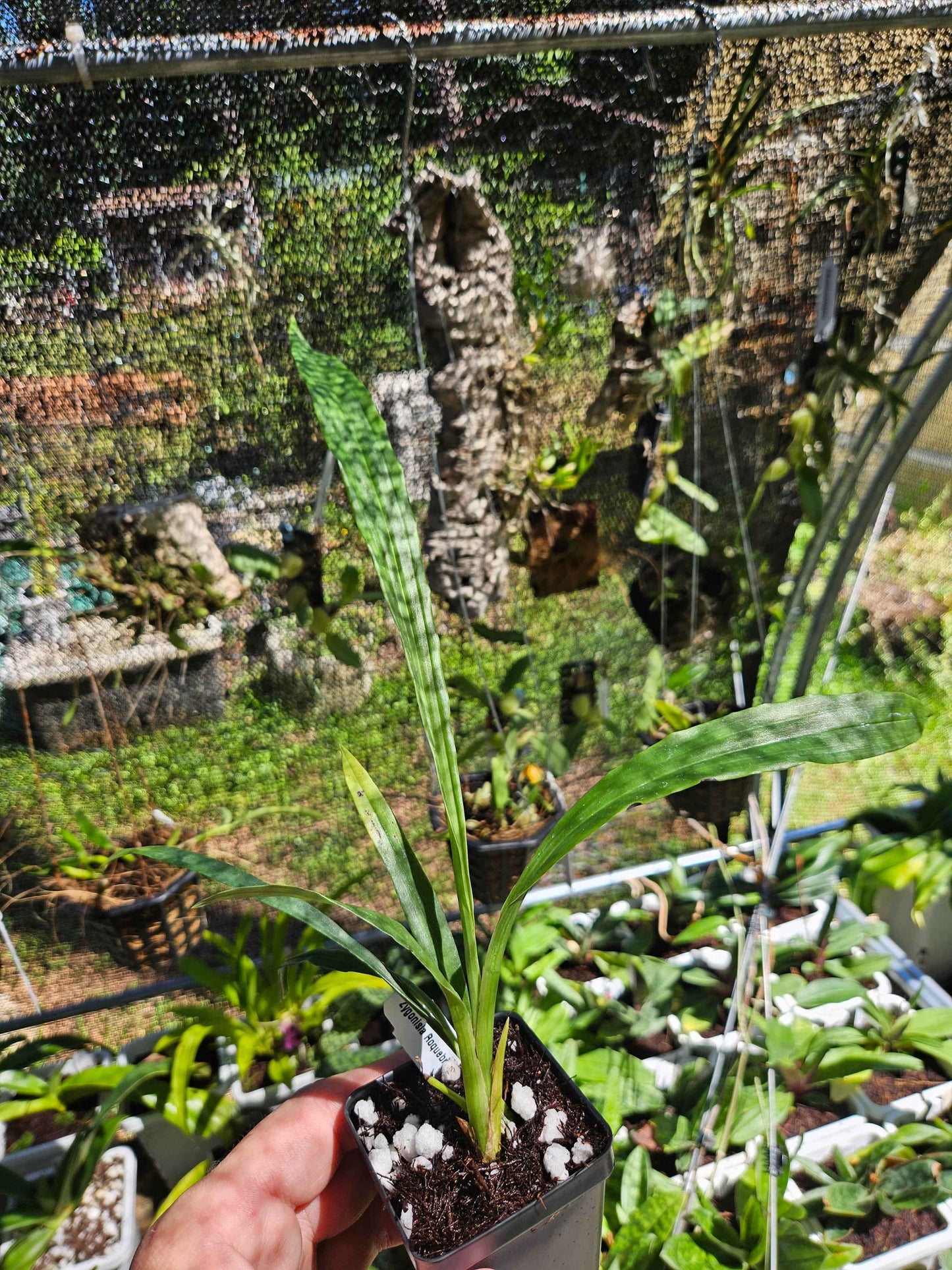 Zygonisia Roquebrun 'Seafoam'