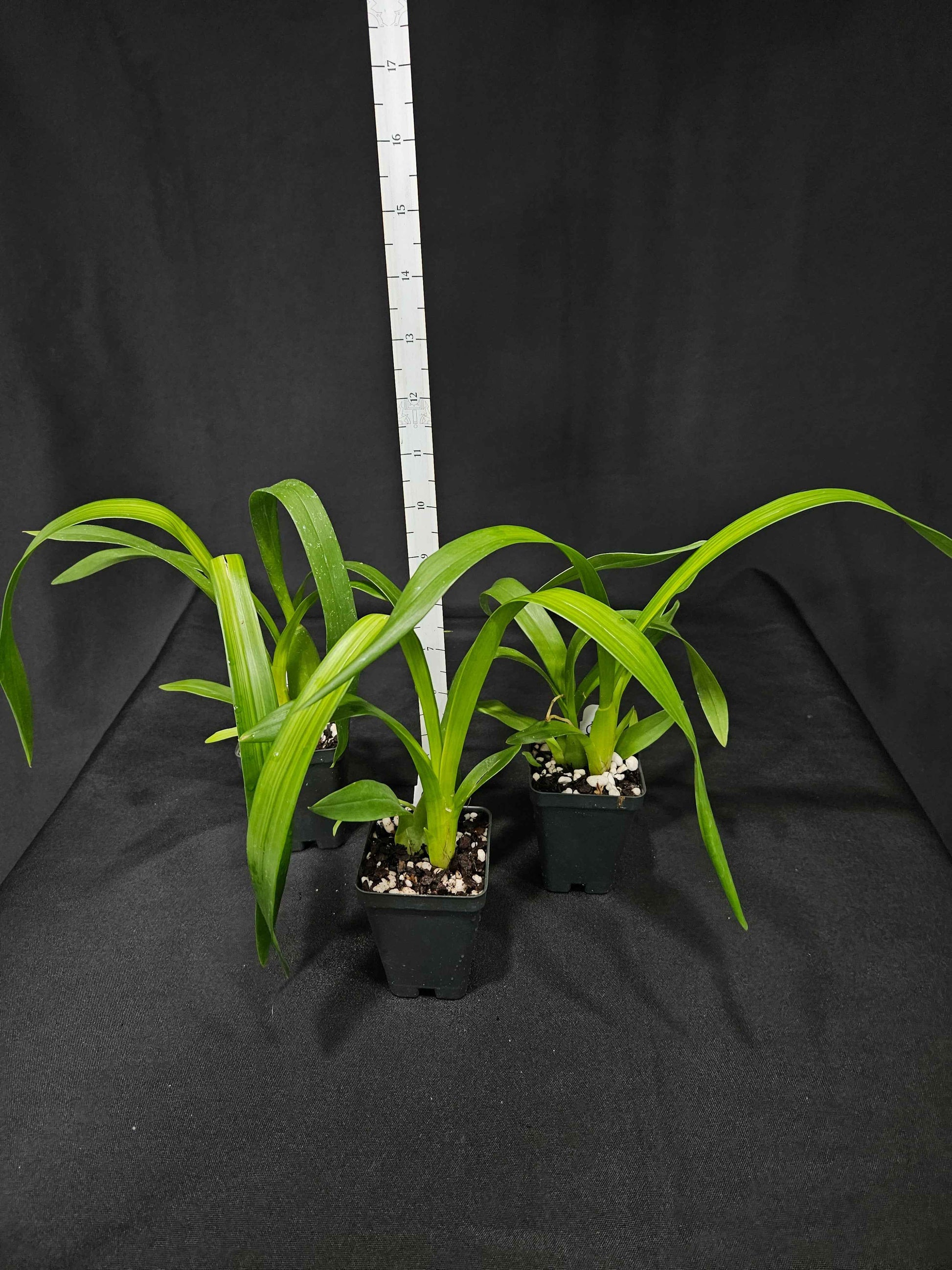 Oncidesa Gower Ramsey 'Orange Delight' AM/AOS