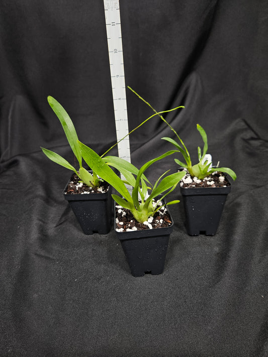 Oncidium Twinkle 'Fragrance Fantasy'