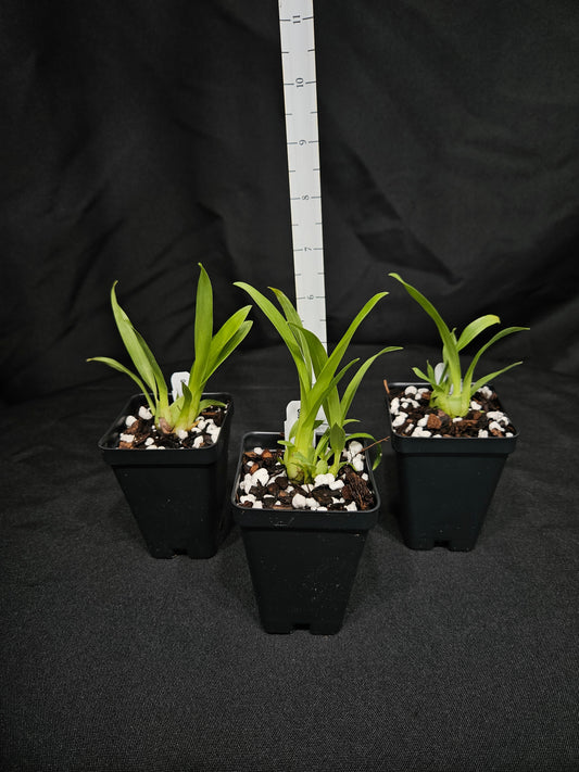 Oncidium Twinkle 'Yellow Bird'