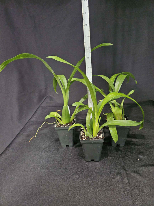 Brassidium Golden Gamine 'White Night' HCC/AOS