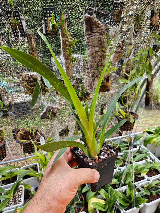 Oncidium Aka Baby 'Raspberry Chocolate' AM/AOS