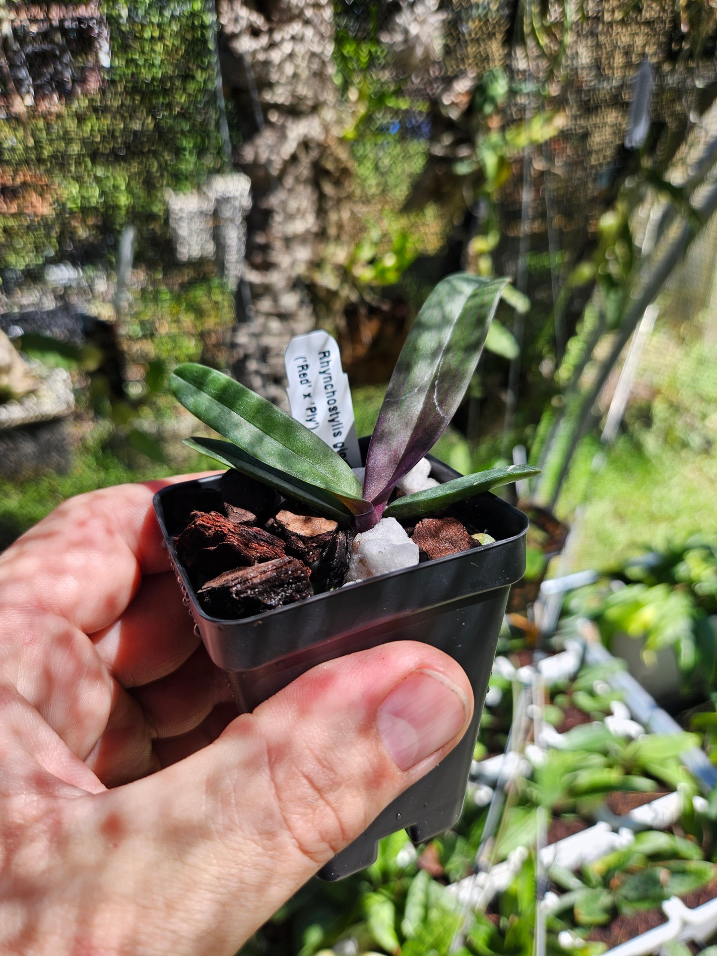 Rhynchstylis gigantea 'Red' x 'Ply'