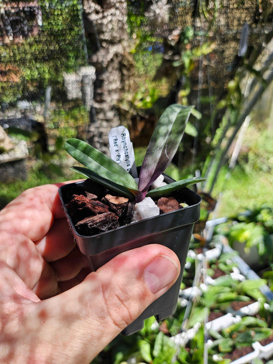 Rhynchstylis gigantea 'Red' x 'Ply'