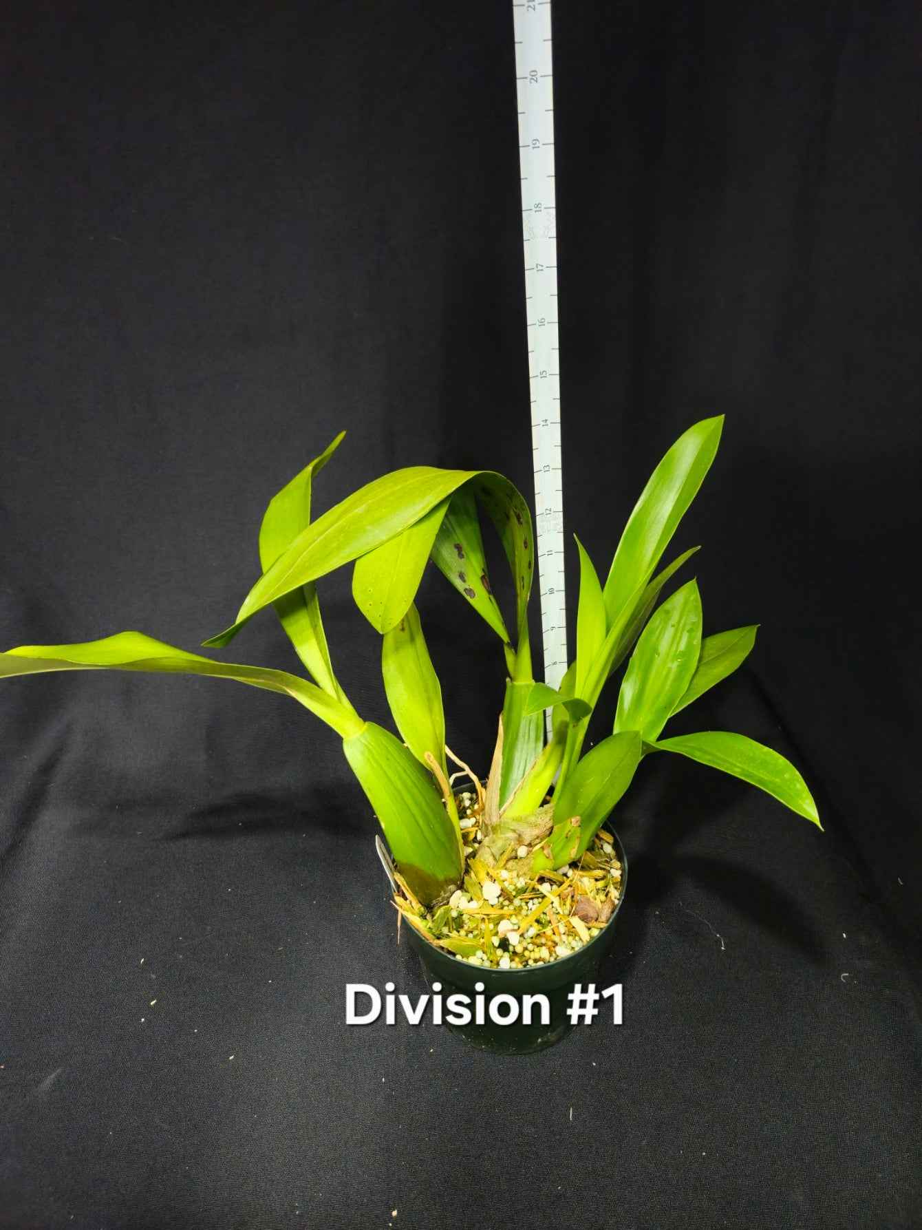 Brassia Edvah Loo 'Nishida' AM/AOS