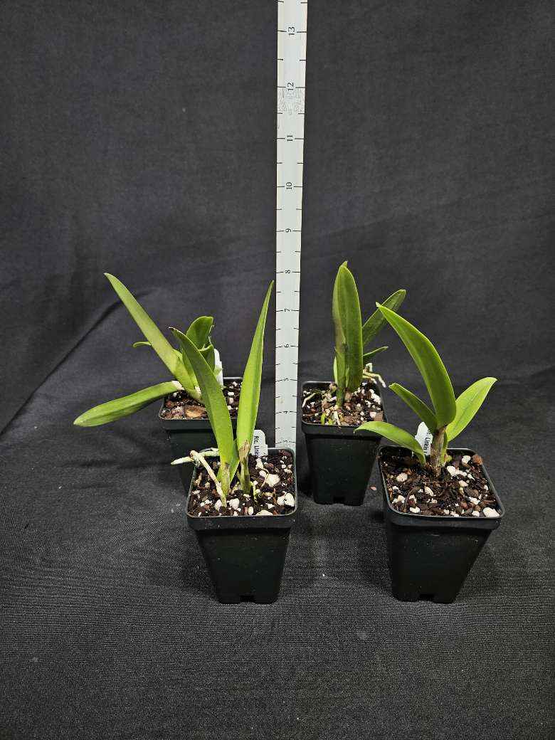 Rlc. Linkin Love 'Chester'