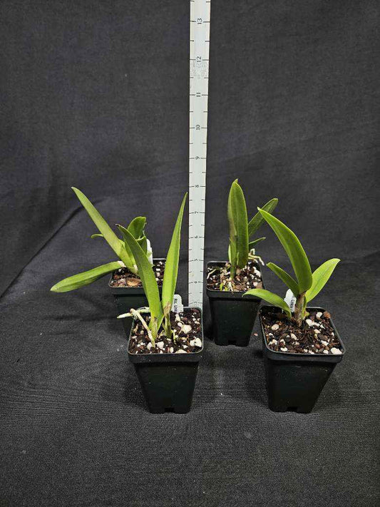 Rlc. Linkin Love 'Chester'