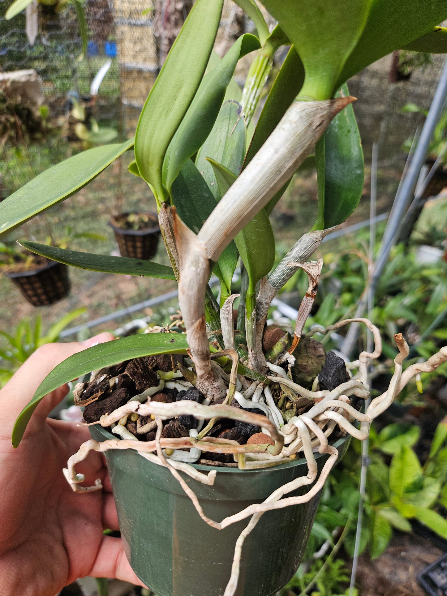 Cattleya tigrina 'San Bar Giant' FCC/AOS