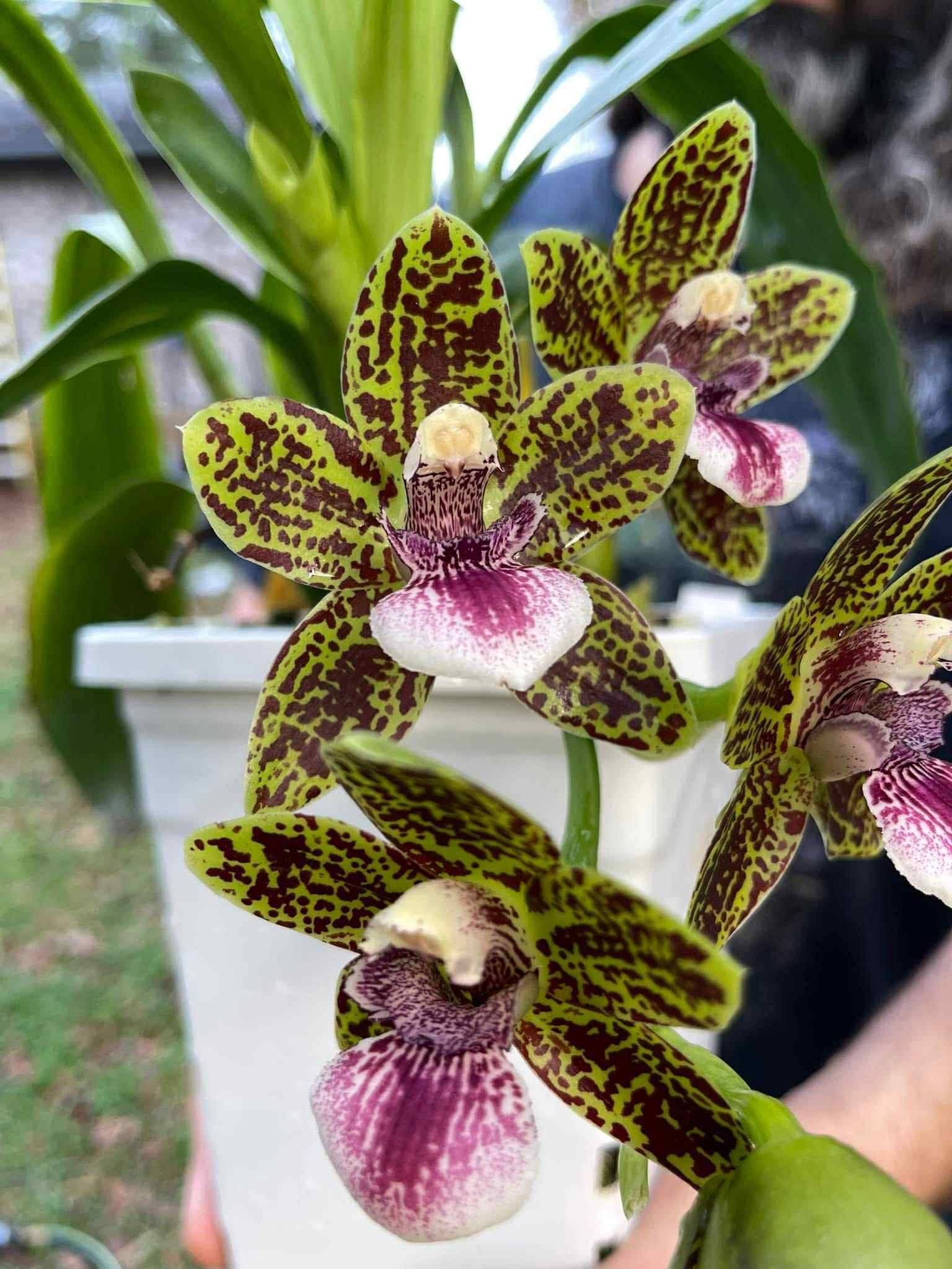 Nottara Lucy's Sassafrass 'Tightie Whitie' FCC/AOS Zygo hybrid orchid flowers