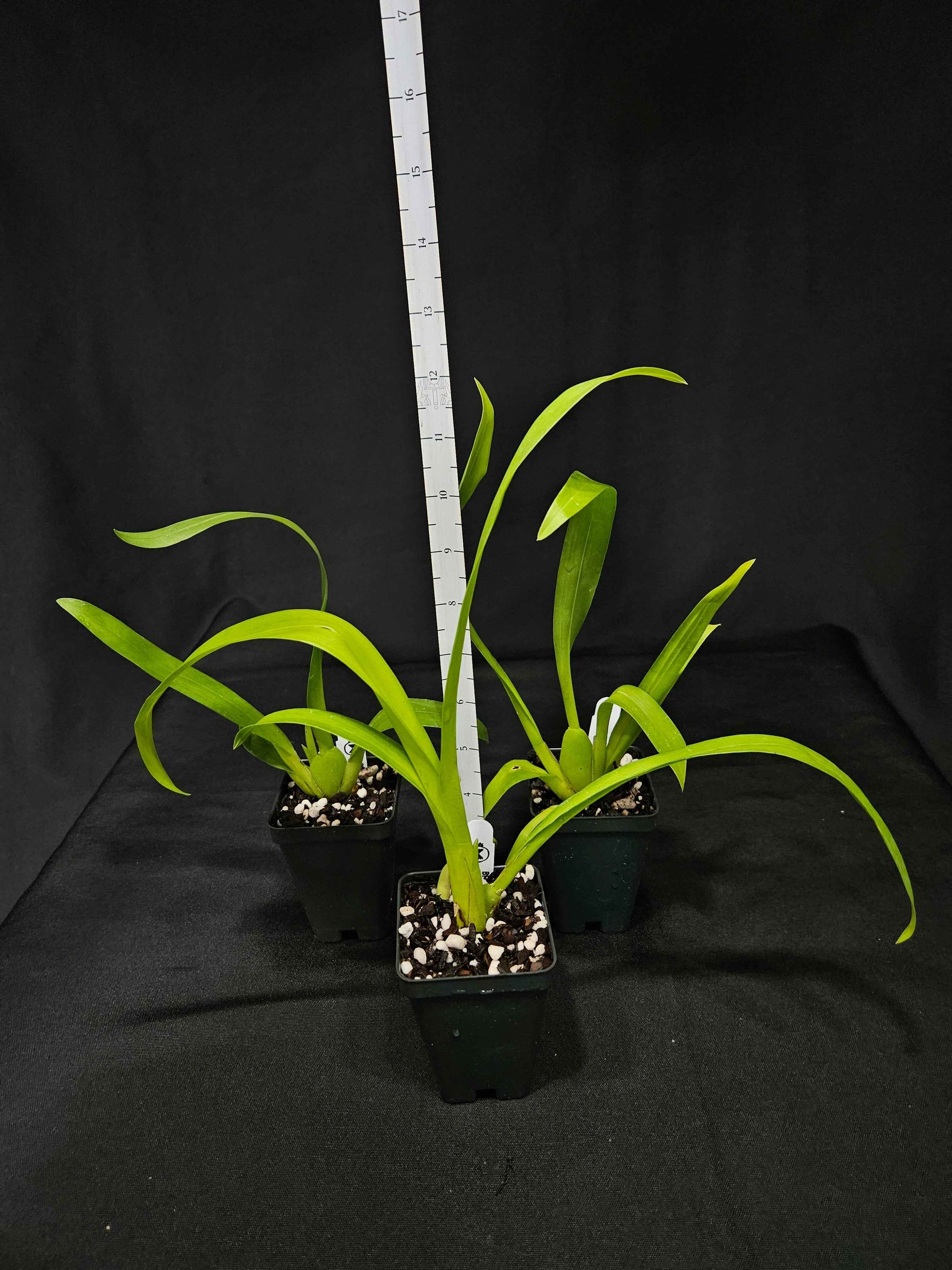 Aliceara Snowblind 'Sweet Spot' AM/AOS