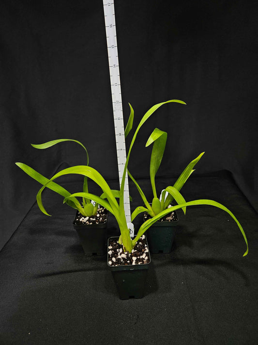 Aliceara Snowblind 'Sweet Spot' AM/AOS