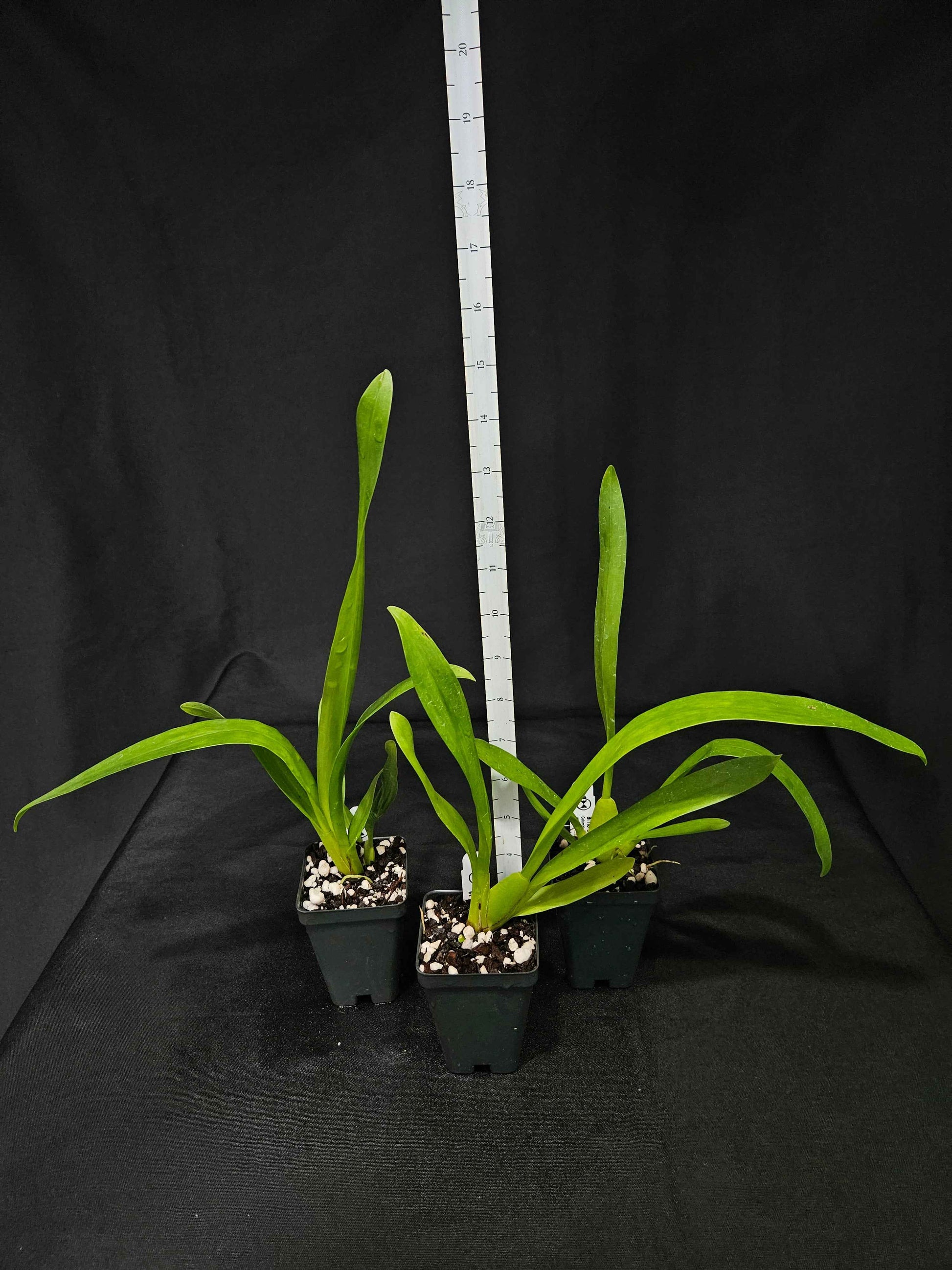 Oncidium Jimbo 'Swarm'