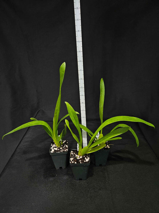 Oncidium Jimbo 'Swarm'