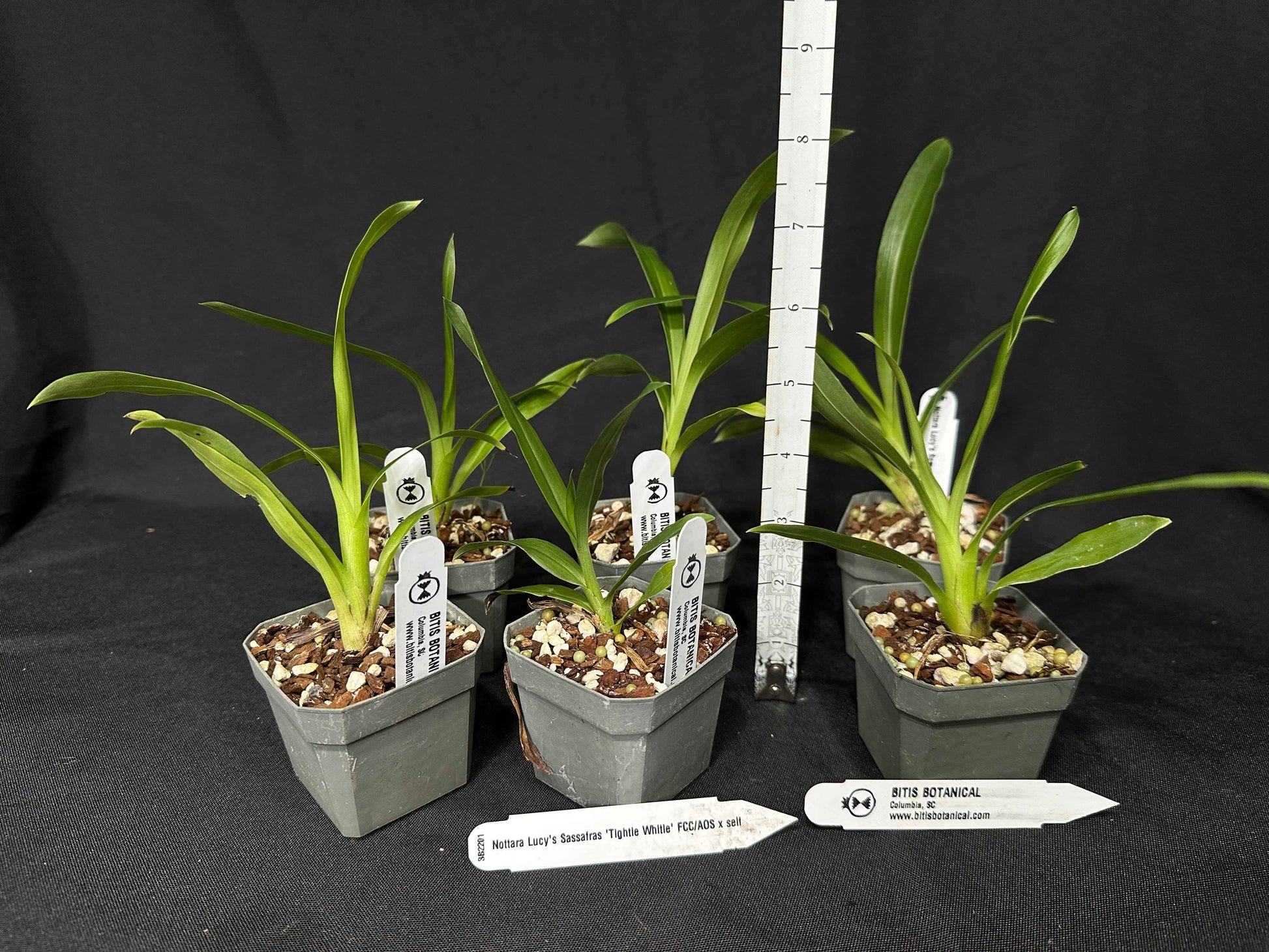 Nottara Lucy's Sassafrass 'Tightie Whitie' FCC/AOS x self