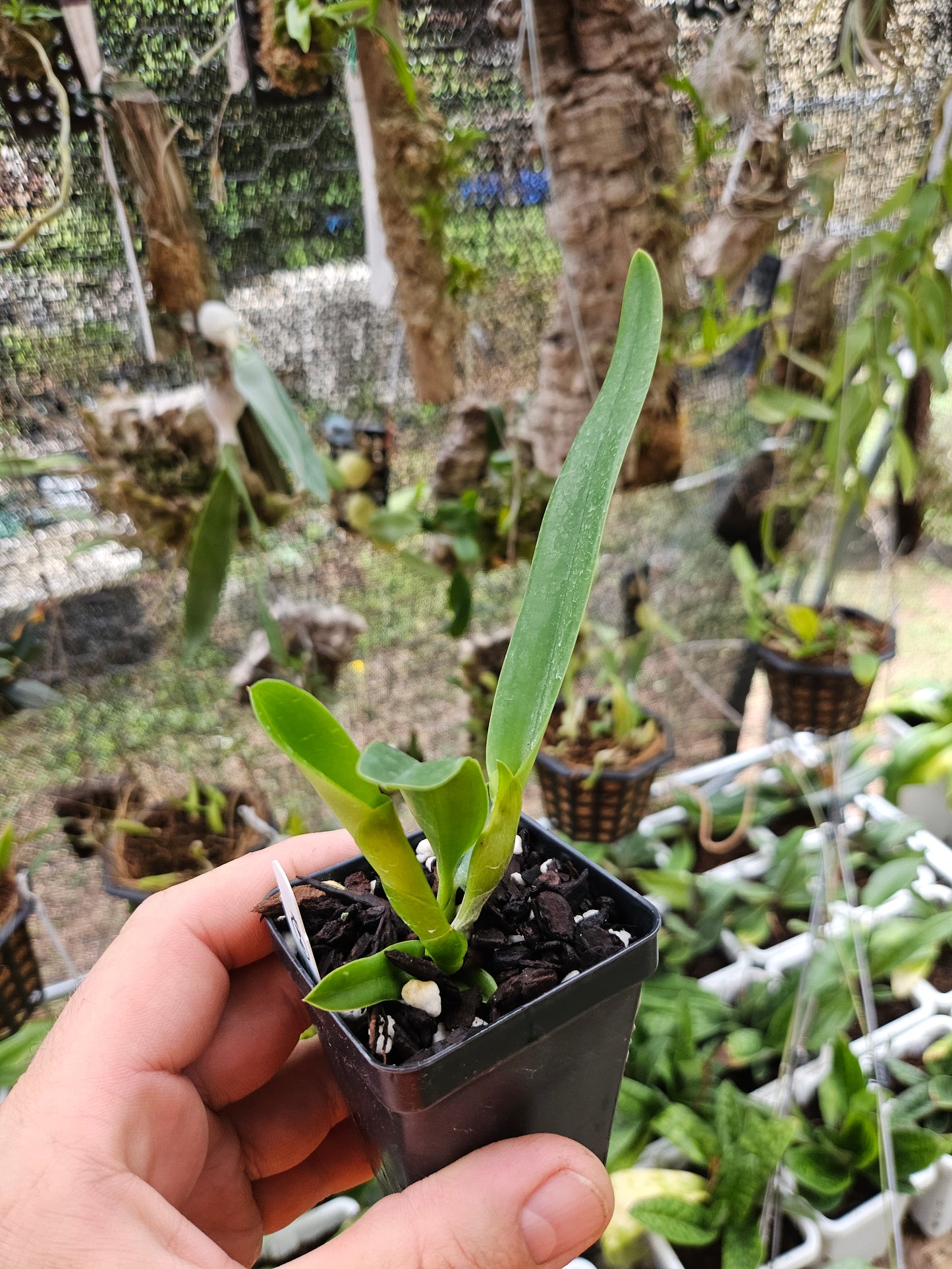 Cattleya purpurata