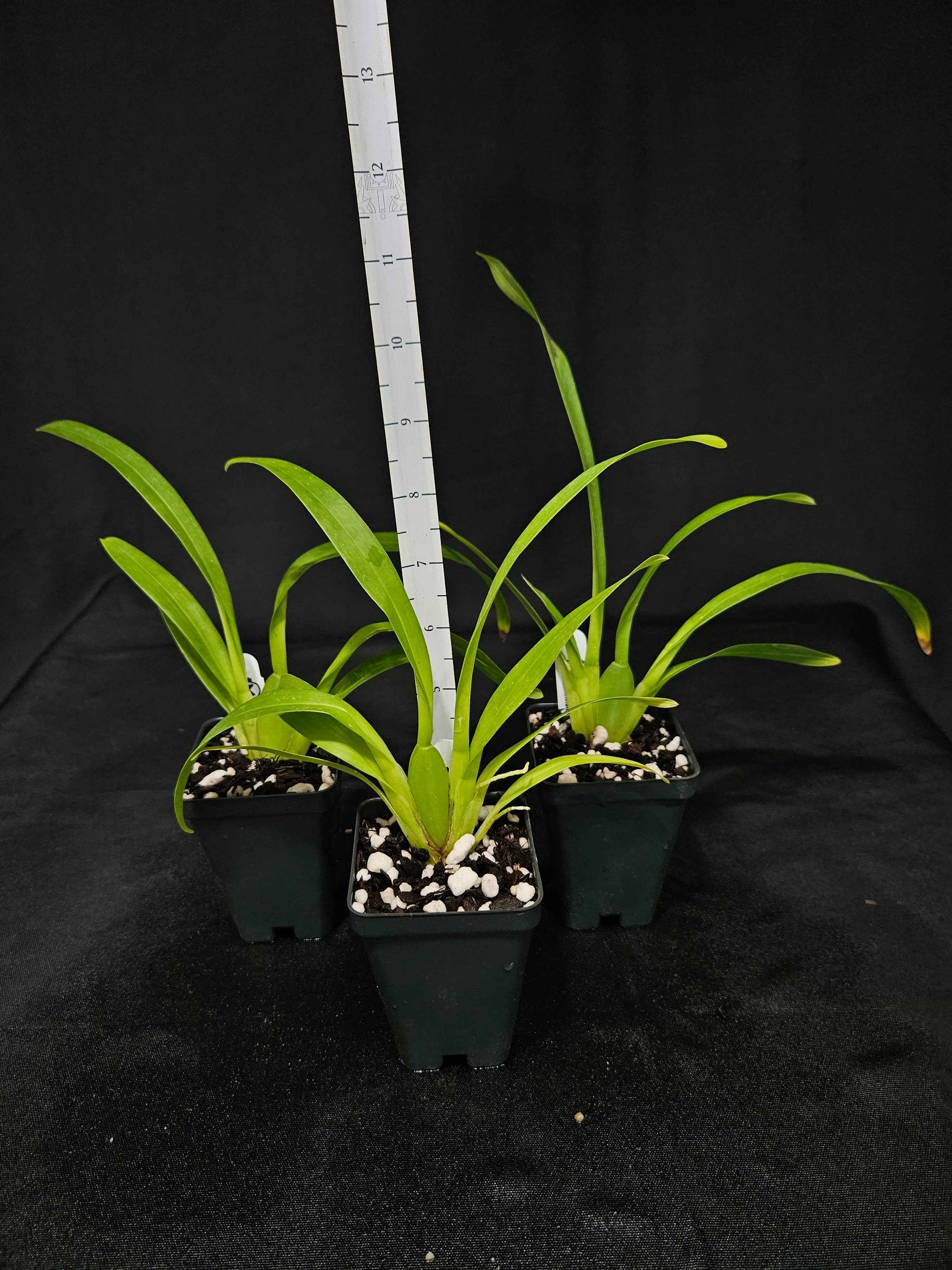 Oncostele Joe Vanilla 'First Out'