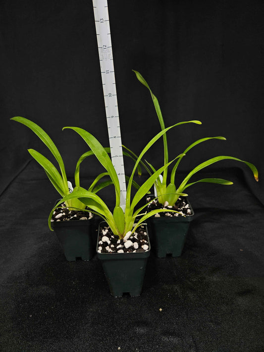 Oncostele Joe Vanilla 'First Out'