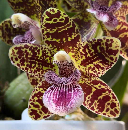 Nottara Lucy's Sassafrass 'Tightie Whitie' FCC/AOS Zygo hybrid orchid flower