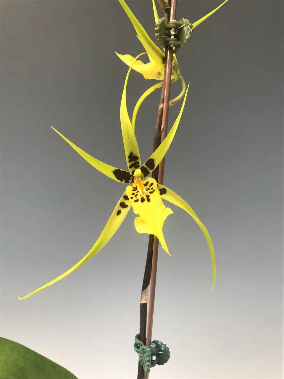 Brassidium Gilded Urchin 'Ontario' HCC/AOS