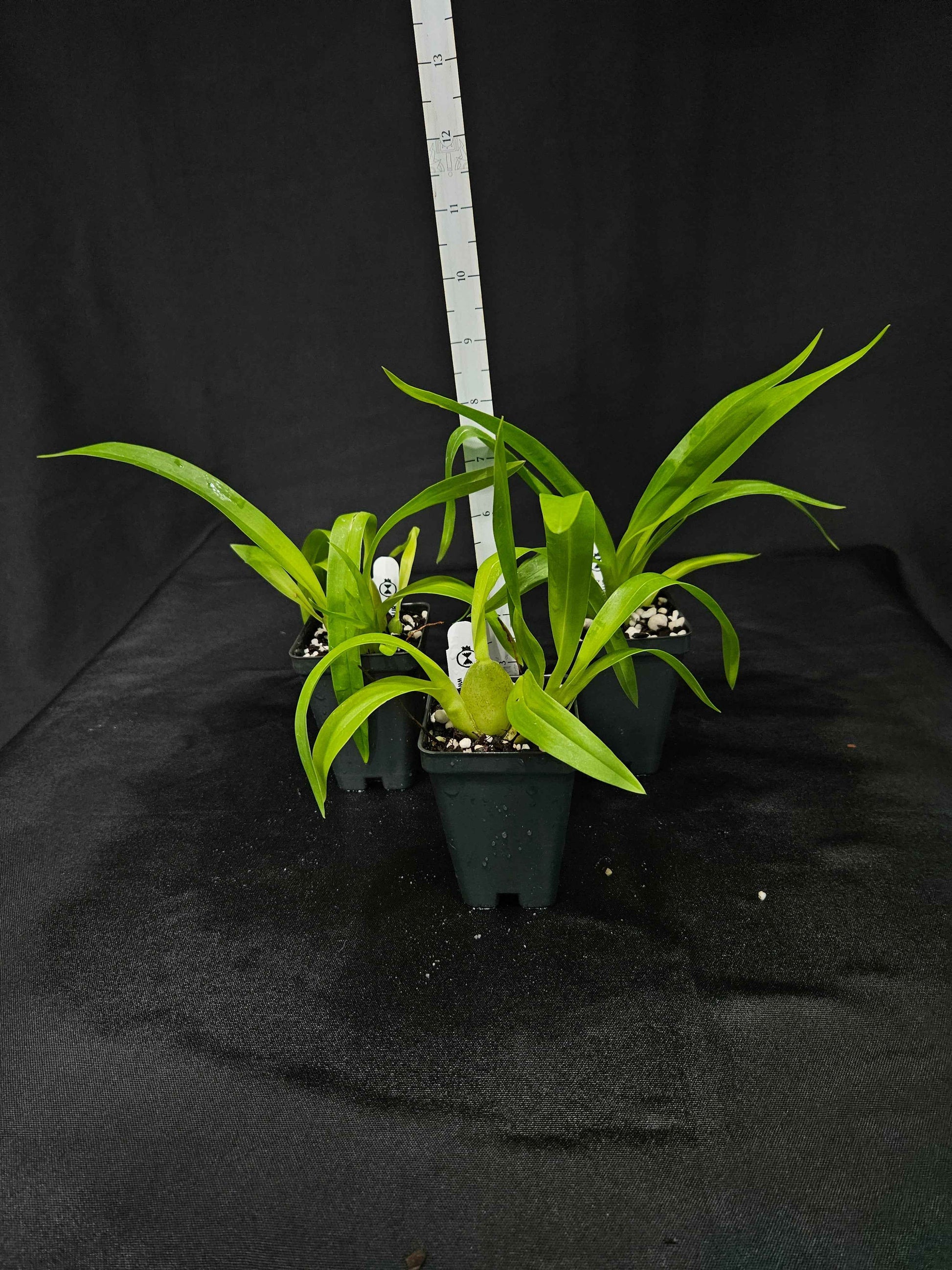 Odontocidium Everglades Elegance 'Nancy Lee' HCC/AOS