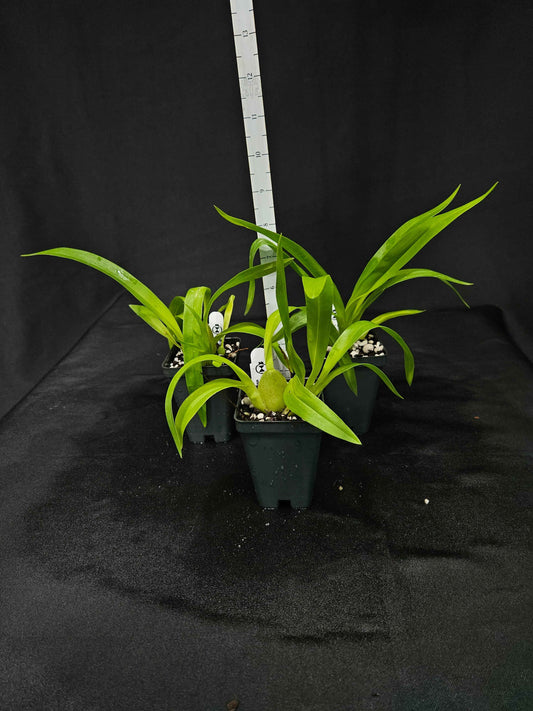 Odontocidium Everglades Elegance 'Nancy Lee' HCC/AOS