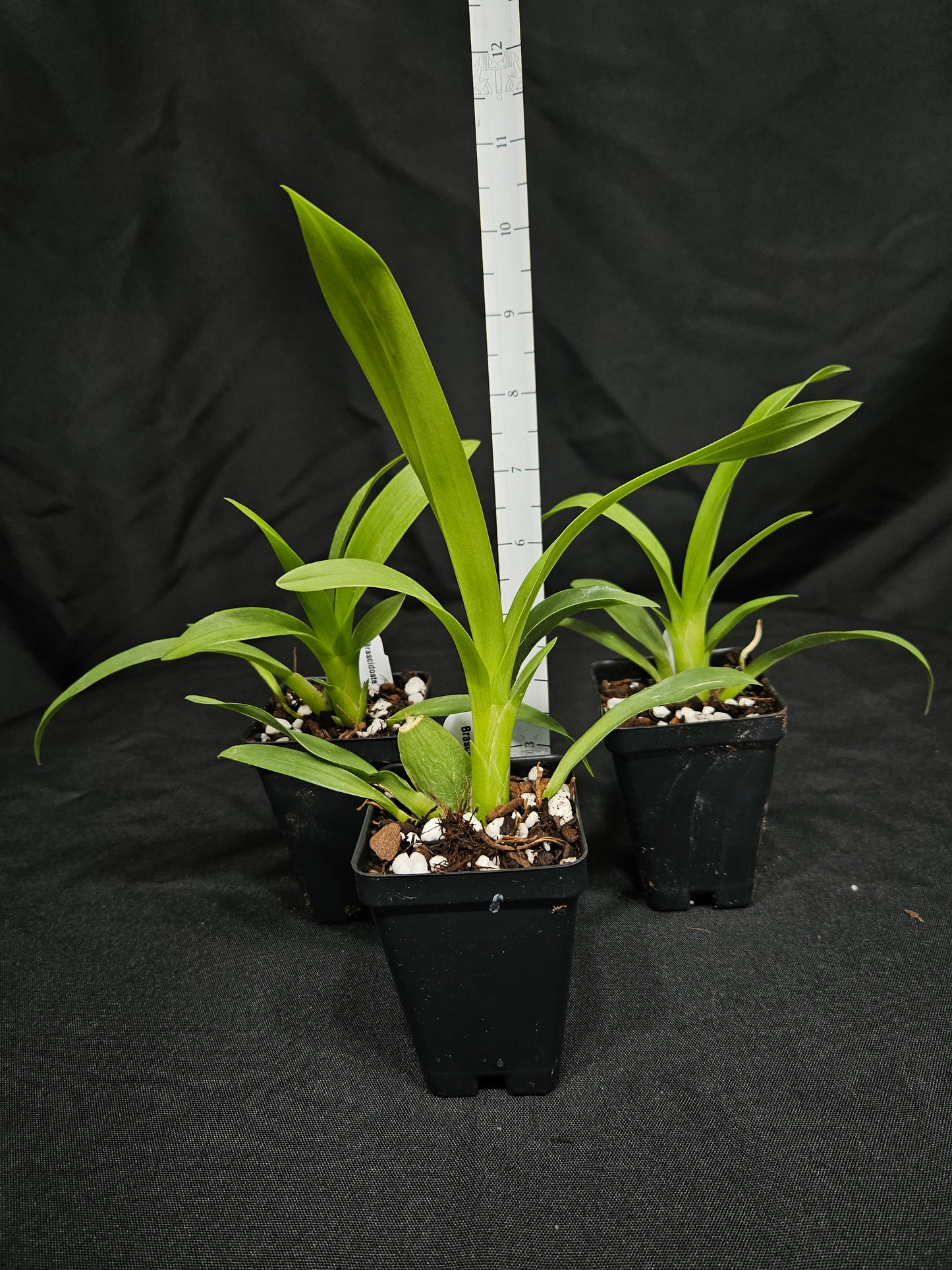 Brascidostele Gilded Tower 'Mystic Maze' AM/AOS