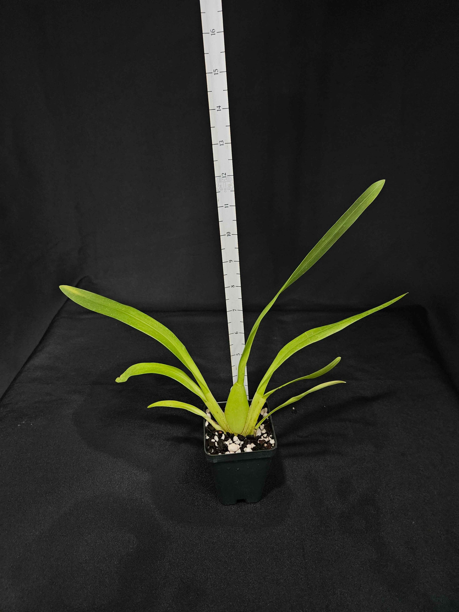 Oncostele Tan Treasures 'Lavender Picotee'