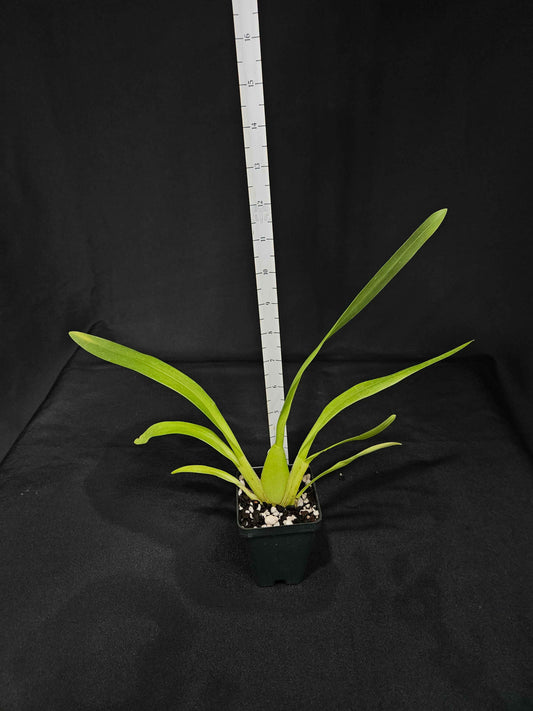 Oncostele Tan Treasures 'Lavender Picotee'