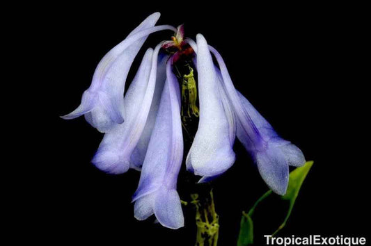 Dendrobium Magenta's Aphanovic